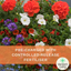 Hanging Basket - Tangerine Twist