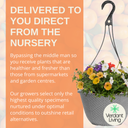 Hanging Basket - Tangerine Twist
