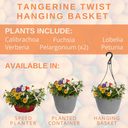 Hanging Basket - Tangerine Twist