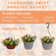 Hanging Basket - Tangerine Twist