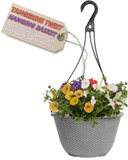 Hanging Basket - Tangerine Twist