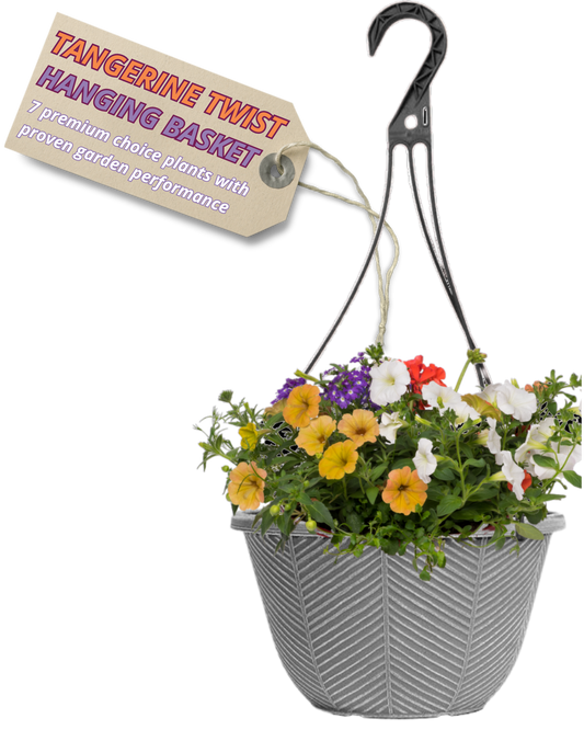 Grey hanging basket of apricot, orange and white blooms with a touch of purple verbena