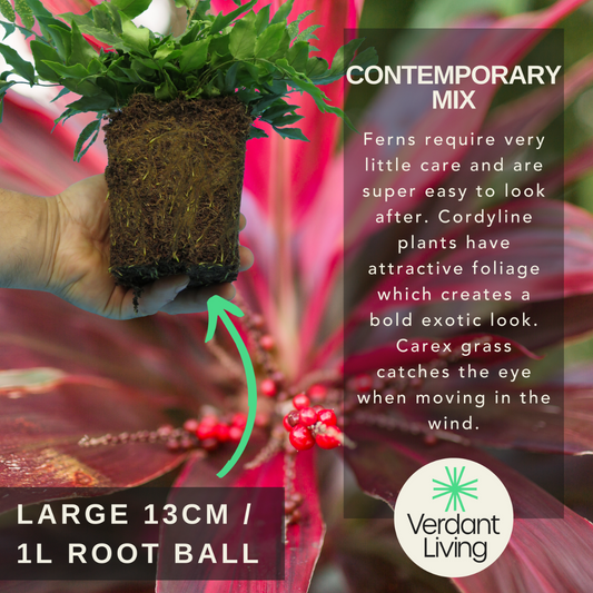 Holly Fern Plant