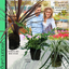 Contemporary Mix - Holly Fern, Grass (Carex Feathe Falls), Cordyline Red Star