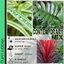 Contemporary Mix - Holly Fern, Grass (Carex Feathe Falls), Cordyline Red Star