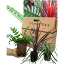 Holly Fern Plant