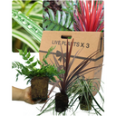 Holly Fern Plant