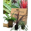 Contemporary Mix - Holly Fern, Grass (Carex Feathe Falls), Cordyline Red Star