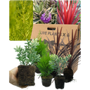 Holly Fern Plant