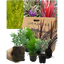 Contemporary Mix - Holly Fern, Grass (Carex Feathe Falls), Cordyline Red Star