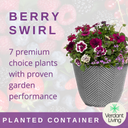 Planted Container - Berry Swirl