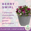 Planted Container - Berry Swirl