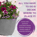 Planted Container - Berry Swirl