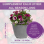 Planted Container - Berry Swirl