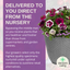 Planted Container - Berry Swirl