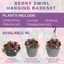 Planted Container - Berry Swirl