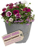 Planted Container - Berry Swirl