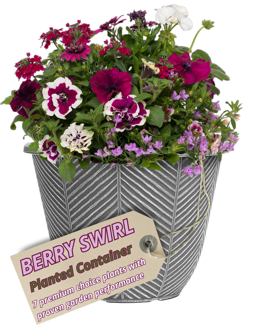 Grey herringbone patio pot of burgundy and white-marked petunias with lilac trailing flowers