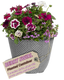 Planted Container - Berry Swirl