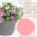 Planted Container - Bridal Boutique