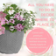 Planted Container - Bridal Boutique