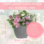 Planted Container - Bridal Boutique