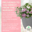 Planted Container - Bridal Boutique