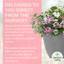 Planted Container - Bridal Boutique