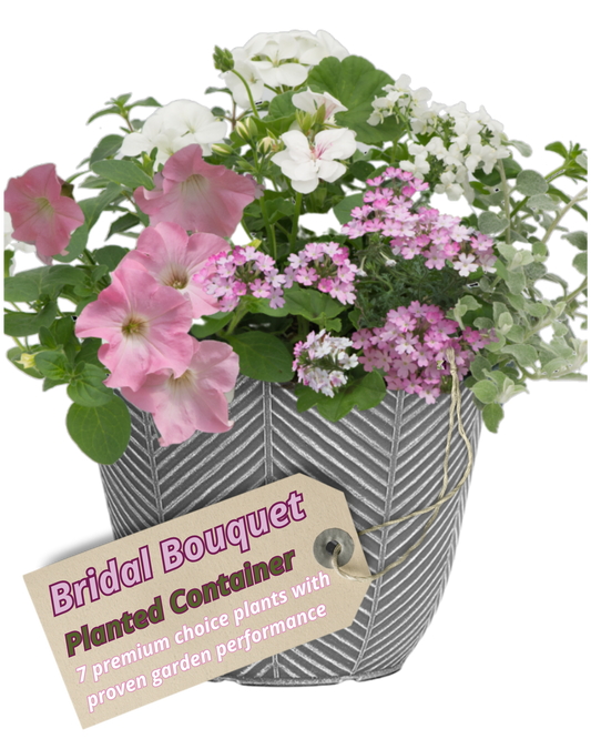 Grey herringbone patio pot of soft pink petunias, white pelargonium and pink verbena