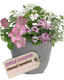 Planted Container - Bridal Boutique