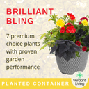 Planted Container - Brilliant Bling