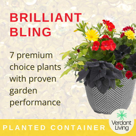 Brilliant Bling Patio Container – Ready Planted Summer Display (7 Plants)