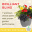 Planted Container - Brilliant Bling