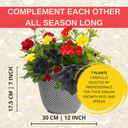 Planted Container - Brilliant Bling