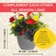 Planted Container - Brilliant Bling