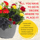 Planted Container - Brilliant Bling