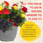 Planted Container - Brilliant Bling