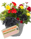 Planted Container - Brilliant Bling
