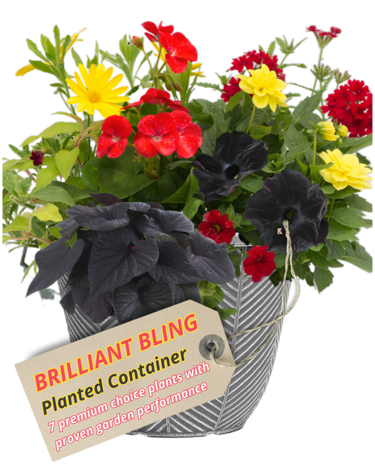 Grey herringbone patio pot of red and yellow flowers with black petunias and dark purple foliage