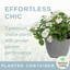 Planted Container - Effortless Chic