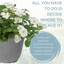 Planted Container - Effortless Chic