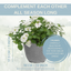 Planted Container - Effortless Chic