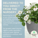 Planted Container - Effortless Chic