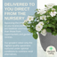 Planted Container - Effortless Chic