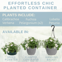 Planted Container - Effortless Chic