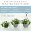 Planted Container - Effortless Chic