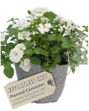 Planted Container - Effortless Chic