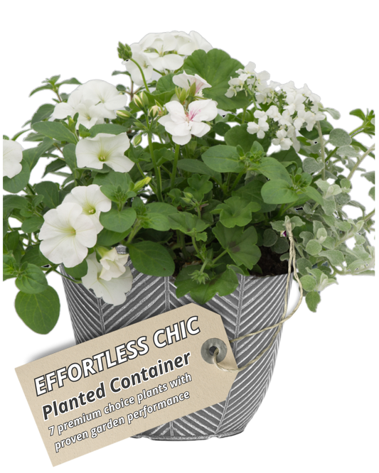 Grey herringbone patio pot of white petunias and pelargonium with silver trailing foliage