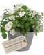 Planted Container - Effortless Chic