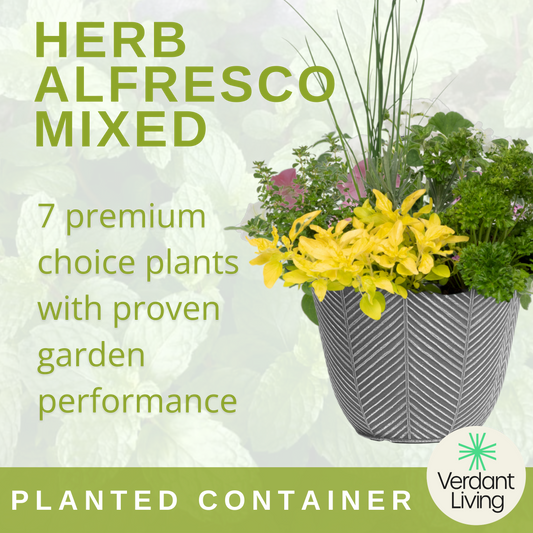 Herb Alfresco – Ready Planted Herb Container (7 Herbs)